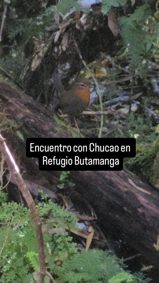 Chucao en el Refugio Butamanga
